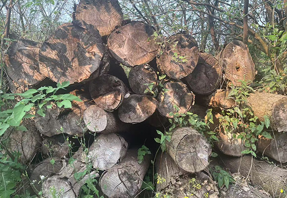 一批涉案木材網(wǎng)絡(luò)拍賣(mài)公告（2）